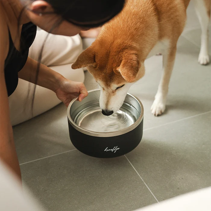 Better Dog Feeding Starts With the Right Bowl and Daily Routine